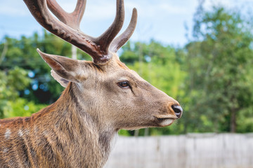Portrait of deer with antlers close up in profile_