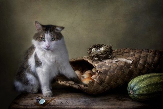 Still life with vegetables  and quail eggs and curious cat