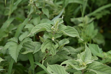 Achyranthes bidentata var. tomentosa is a medicinal plant that grows in a sunny wilderness.