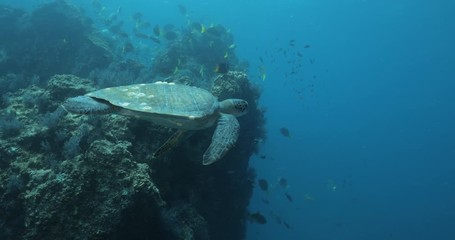 Green Turtle, (Chelonia mydas) swimming on the reefs of the Sea of Cortez, Baja California Sur, Mexico.