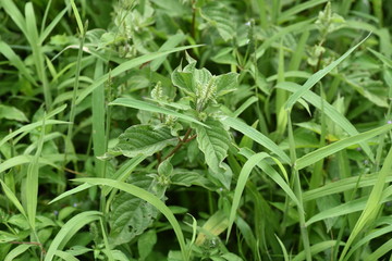 Fototapeta na wymiar Achyranthes bidentata var. tomentosa is a medicinal plant that grows in a sunny wilderness.