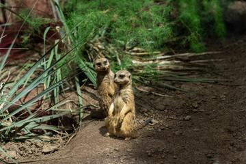 Sweet meerkat standing