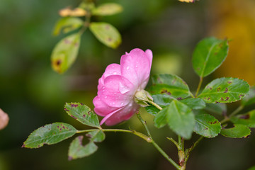 pink flower