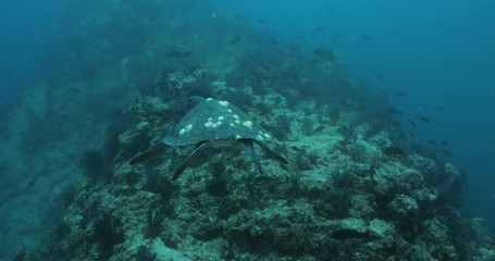 Green Turtle, (Chelonia mydas) swimming on the reefs of the Sea of Cortez, Baja California Sur, Mexico.