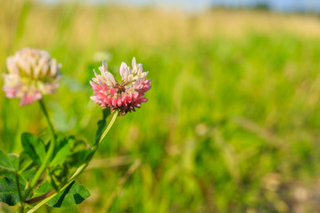Wild flower clover. Pink flower in the field. Beautiful plant.