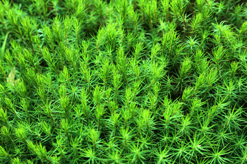 Green moss in the forest. Natural natural background.