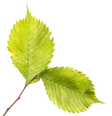 Elm tree branch with green leaves, isolate. Green foliage on branches, on an isolated white background