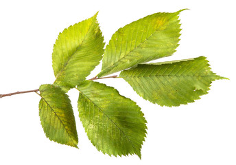 Elm tree branch with green leaves, isolate. Green foliage on branches, on an isolated white background