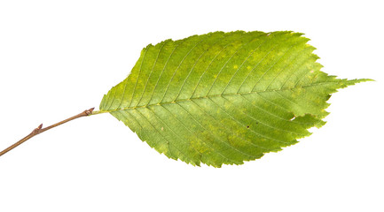 Elm tree branch with green leaves, isolate. Green foliage on branches, on an isolated white background