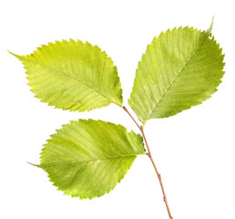 Fototapeta premium Elm tree branch with green leaves, isolate. Green foliage on branches, on an isolated white background