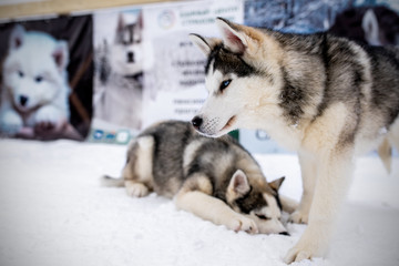 Two playing siberian husky dogs outdoor. Two Siberian Husky dogs looks forward sitting on the snowy shore frozen river. Cute portrait beautiful dogs