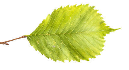 Elm tree branch with green leaves, isolate. Green foliage on branches, on an isolated white background