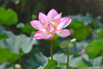 Fototapeta premium lotus flower plants with green leaves in lake