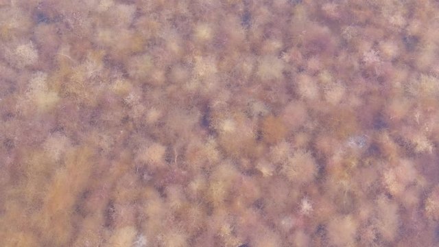Red algae at seabed. Background with light brown seaweed on sea bottom underwater in transparent water.