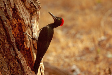 White bellied woodpecker, Dryocopus javensis, Nagarhole National park, Karnataka, India