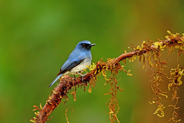 Obraz premium White bellied blue flycatcher, male, Cyornis pallipes, Ganeshgudi, Karnataka, India
