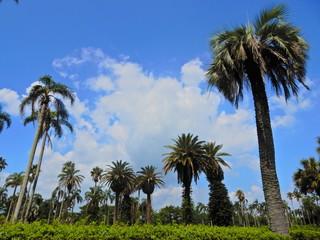 Fototapeta premium 宮崎