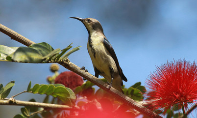 Loten sunbird, male in eclipse plumage, Cinnyris lotenius, Tholpetty Kerala, India