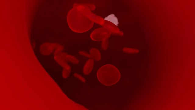 Red and white blood cells flowing through a vein