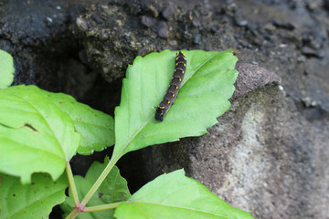 葉の上のセスジスズメガの幼虫