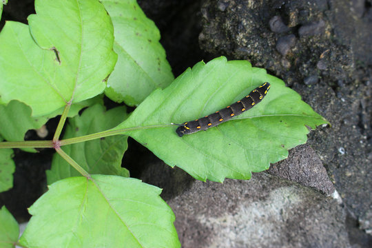 セスジスズメガ の画像 16 件の Stock 写真 ベクターおよびビデオ Adobe Stock