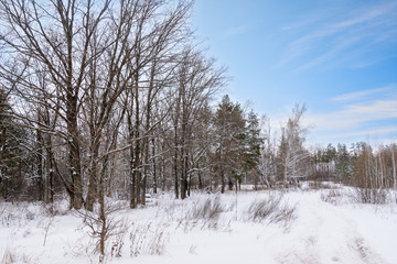 Winter landscape. Snowy trees, frost, big snowdrifts and snowfall.