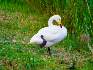 Cygne et sa patte
