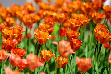 Field of blooming red tulips, spring sunny day