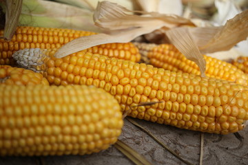 Cobs of dry corn for animal feed farm corn