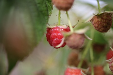 Raspberry. Background