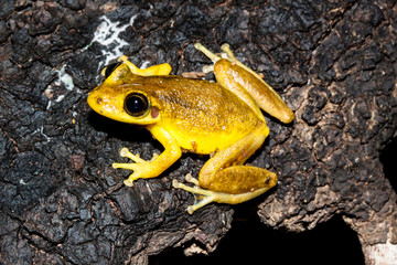 Red-snouted treefrog (Scinax ruber)