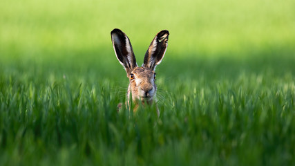 Wild brown hare, lepus europaeus, looking with alerted ears on a green field in spring. Rabbit...