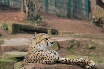 Gepard © Asray Laleike