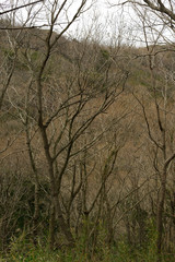枯れ木　寒々しい　落葉　冬の風景