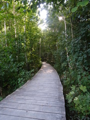 wanderpfad auf bohlen durch den wald