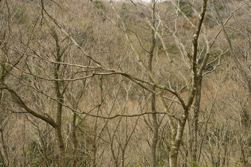 枯れ木　寒々しい　落葉　冬の風景