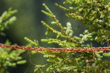 Old rusted iron chain, blurred background with plants