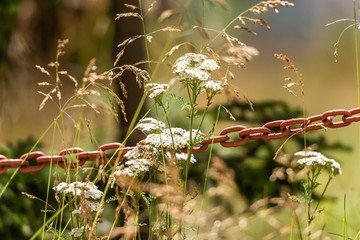 Old rusted iron chain, blurred background with plants