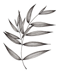 Hand drawn of simple leaf and foliage branch isolated on white background using black ink pen for design purpose