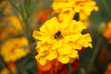 Fly on marigold