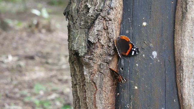  Butterflies admirals figh.