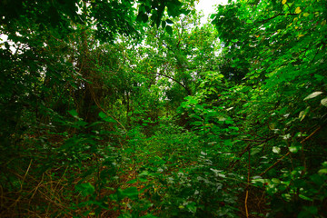 ケアンズの自然