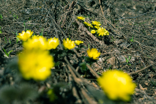 1 007 Best 福寿草 Images Stock Photos Vectors Adobe Stock