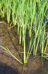 Obraz premium Rice seedlings in the Rice fields
