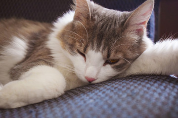A cute cat lies on a soft chair in a relaxed look.