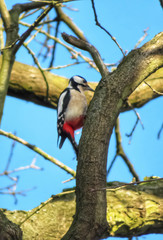 great spotted woodpecker on a tree