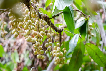 white flowers in the garden