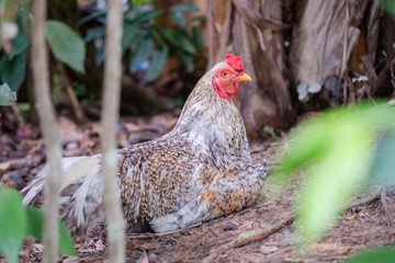 rooster in farm