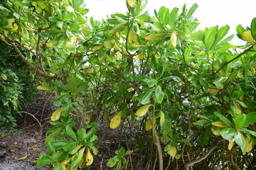 ケアンズの自然