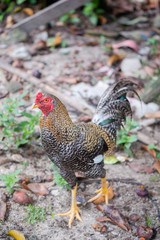 rooster on farm